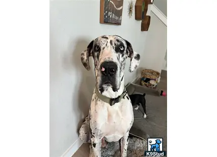 a great dane dog sitting in a room