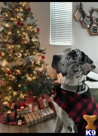 Great Dane stud dog