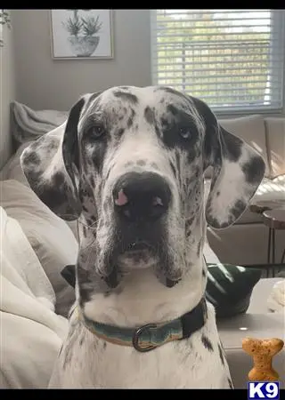 Great Dane stud dog