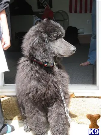 Poodle stud dog: a poodle dog sitting on the floor