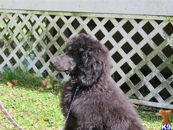 Poodle stud dog: a poodle dog on a leash