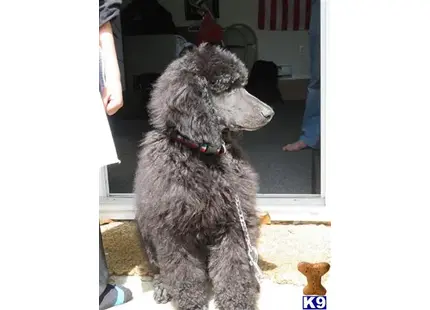Poodle stud dog: a poodle dog sitting on the floor