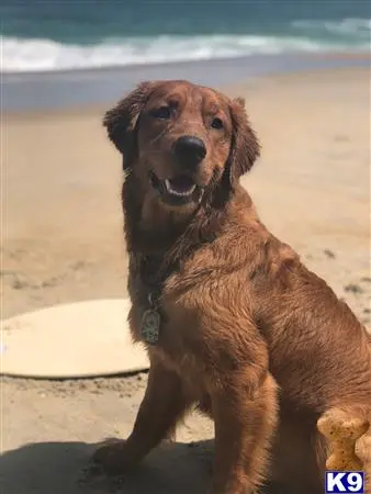 Golden Retriever stud dog