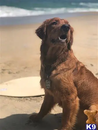 Golden Retriever stud dog