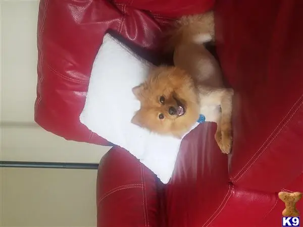 Pomeranian stud dog