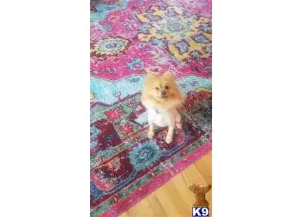 Pomeranian