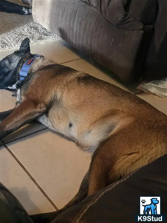 Belgian Malinois female dog