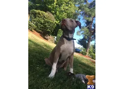 American Staffordshire Terrier