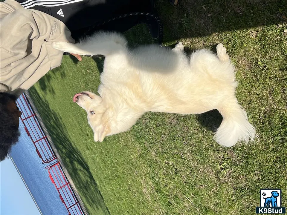 Siberian Husky stud dog: a white siberian husky dog lying on its back on a green carpet