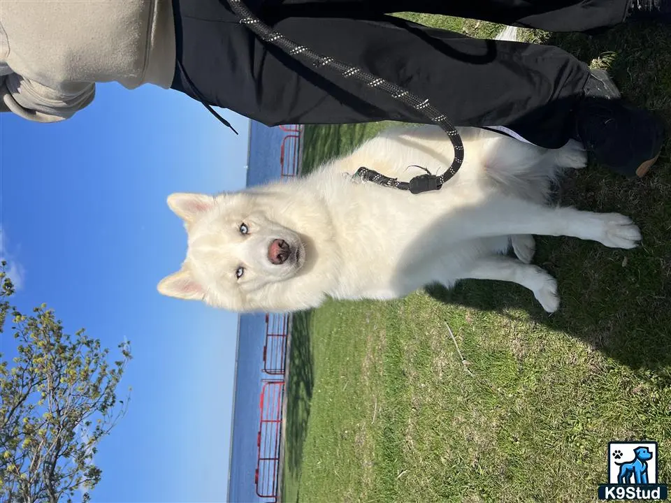 Siberian Husky stud dog: a white siberian husky dog standing on grass