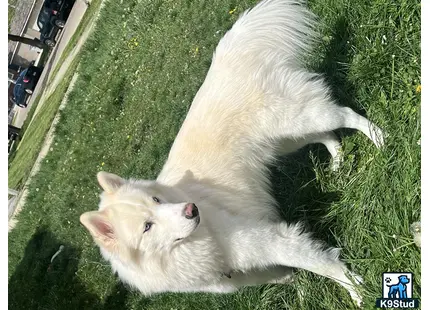Siberian Husky stud dog: a white siberian husky dog and a cat lying on grass