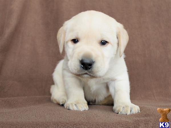 ivory lab puppies for sale in mn labrador retriever puppies for sale in minnesota ivory lab puppies for sale in mn labrador retriever puppies for sale in minnesota