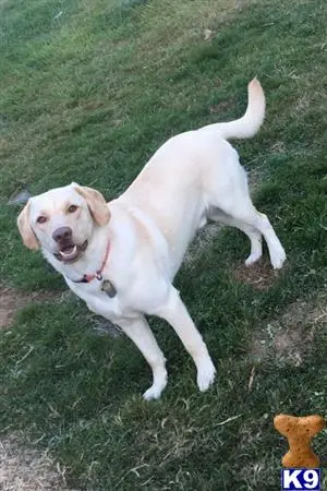 Labrador Retriever stud dog