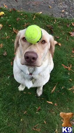 Labrador Retriever stud dog