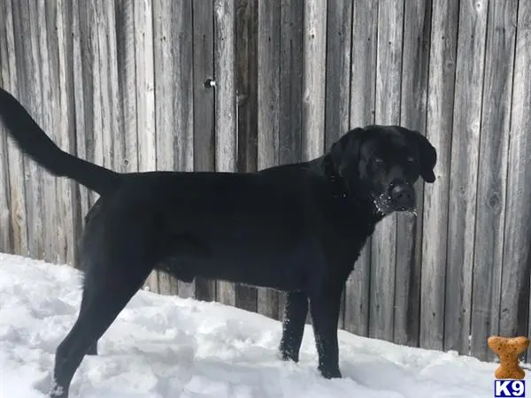 Labrador Retriever stud dog