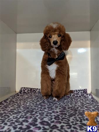 a poodle dog standing on a rug