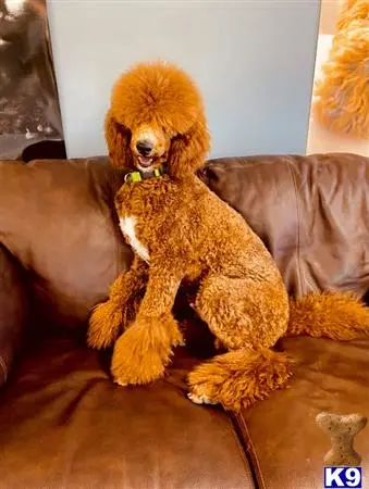 Poodle stud dog