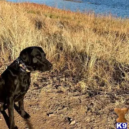 Labrador Retriever stud dog