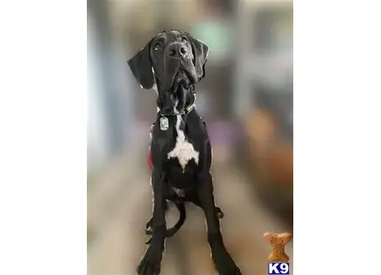 Great Dane