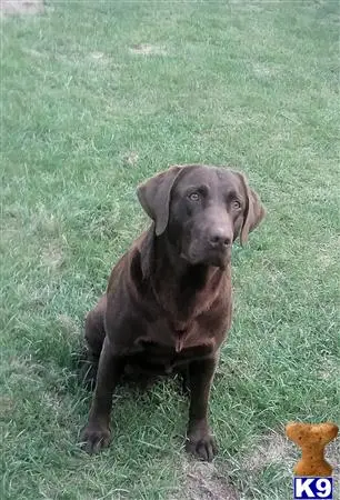 Labrador Retriever stud dog: a labrador retriever dog sitting in the grass