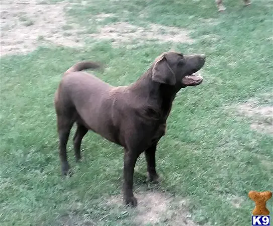 Labrador Retriever stud dog: a labrador retriever dog standing in the grass