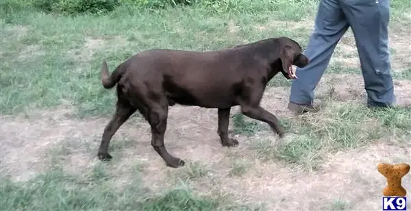 Labrador Retriever stud dog: a labrador retriever dog running on grass