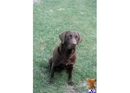 Labrador Retriever stud dog: a labrador retriever dog sitting in the grass