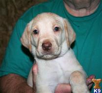 labrador retriever puppy posted by labsrj2
