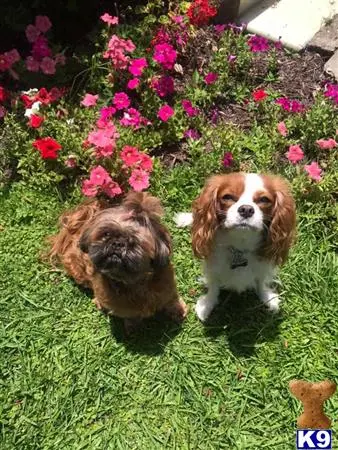 Cavalier King Charles Spaniel