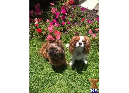 Cavalier King Charles Spaniel