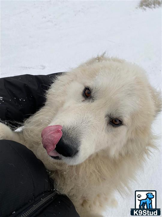 a great pyrenees dog with its tongue out