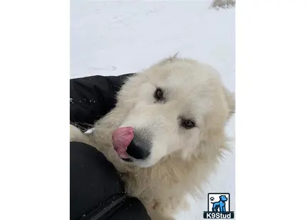 a great pyrenees dog with its tongue out