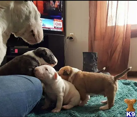 English Bull Terrier stud dog