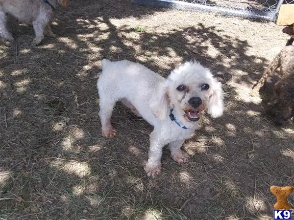 Poodle stud dog