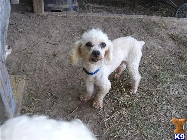 Poodle stud dog