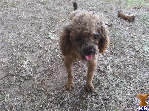 Poodle stud dog