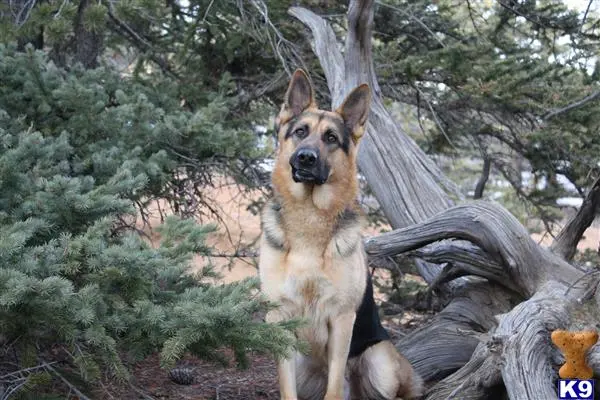 German Shepherd stud dog