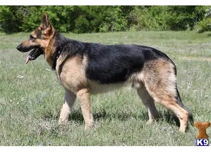 German Shepherd