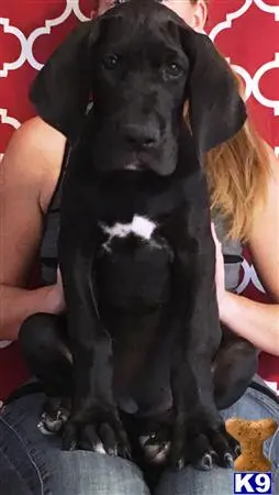 Great Dane puppy for sale