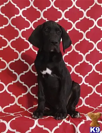 Great Dane puppy for sale