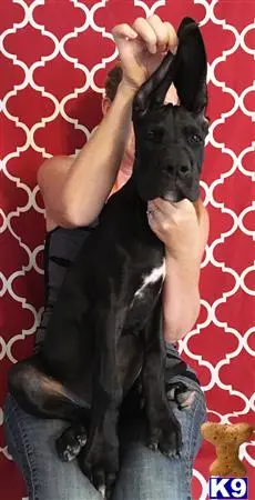 Great Dane puppy for sale