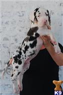 great dane puppy posted by ladolcevitadanes