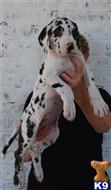 great dane puppy posted by ladolcevitadanes