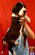 great dane puppy posted by ladolcevitadanes