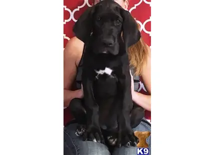 Great Dane