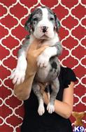 great dane puppy posted by ladolcevitadanes