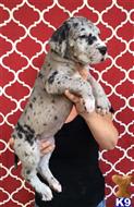 great dane puppy posted by ladolcevitadanes