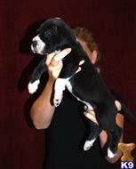 great dane puppy posted by ladolcevitadanes