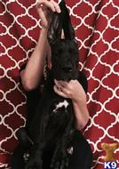great dane puppy posted by ladolcevitadanes