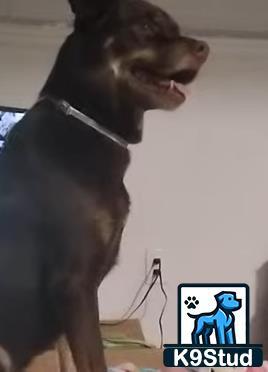 a australian kelpie dog looking at a picture